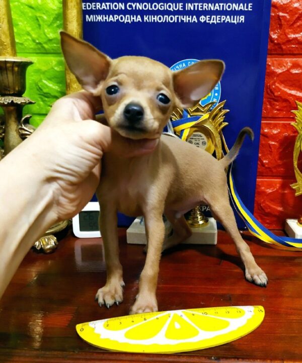 Imagine Russian Toy Terrier