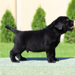 Impresario Labrador Retriever