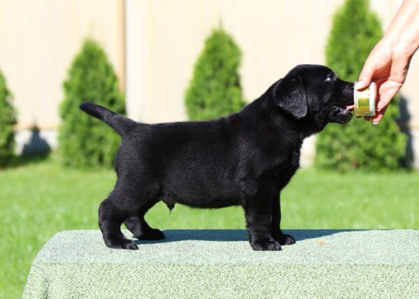 Impresario Labrador Retriever