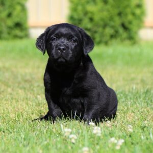 Impresario Labrador Retriever