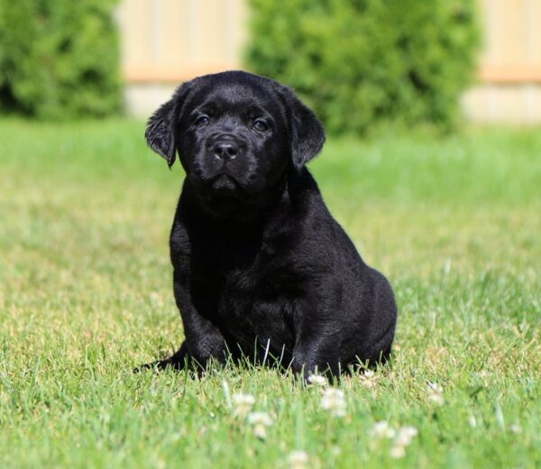 Impresario Labrador Retriever