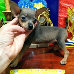 Infanta Russian Toy Terrier