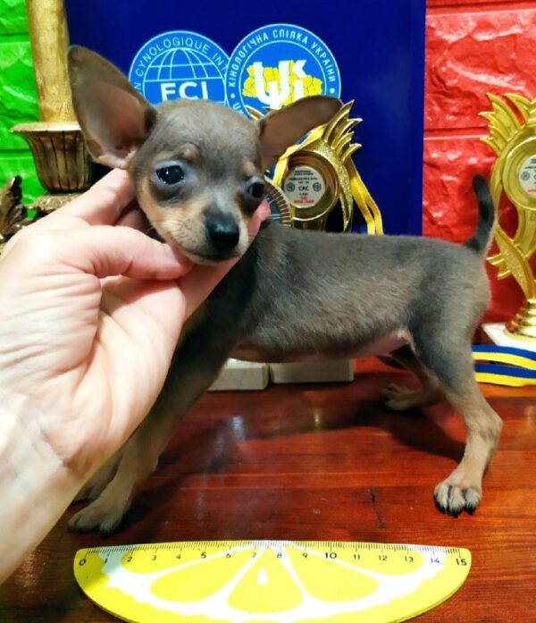 Infanta Russian Toy Terrier