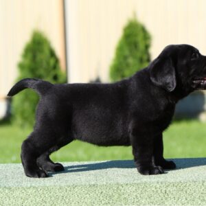 Isolde Labrador Retriever