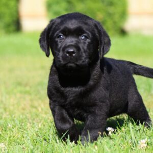 Isolde Labrador Retriever