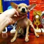 Imagine Russian Toy Terrier