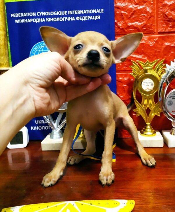 Ivory Russian Toy Terrier