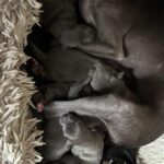 Gabby Italian Greyhound