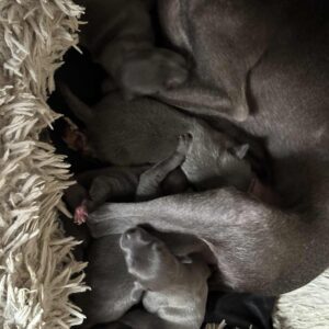 Ivy Italian Greyhound