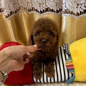 Jaker Toy Poodle