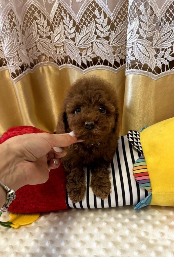 Jaker Toy Poodle