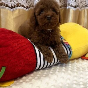 Jaker Toy Poodle