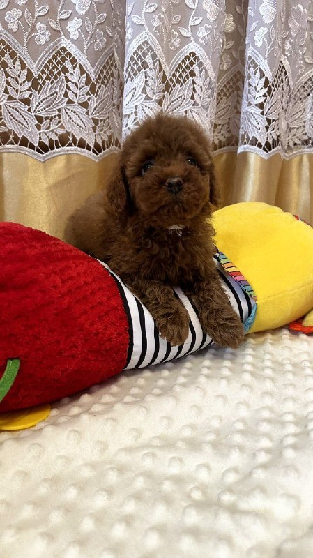 Jaker Toy Poodle