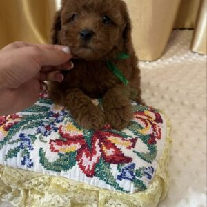 Jasper Toy Poodle
