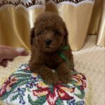 Jaker Toy Poodle