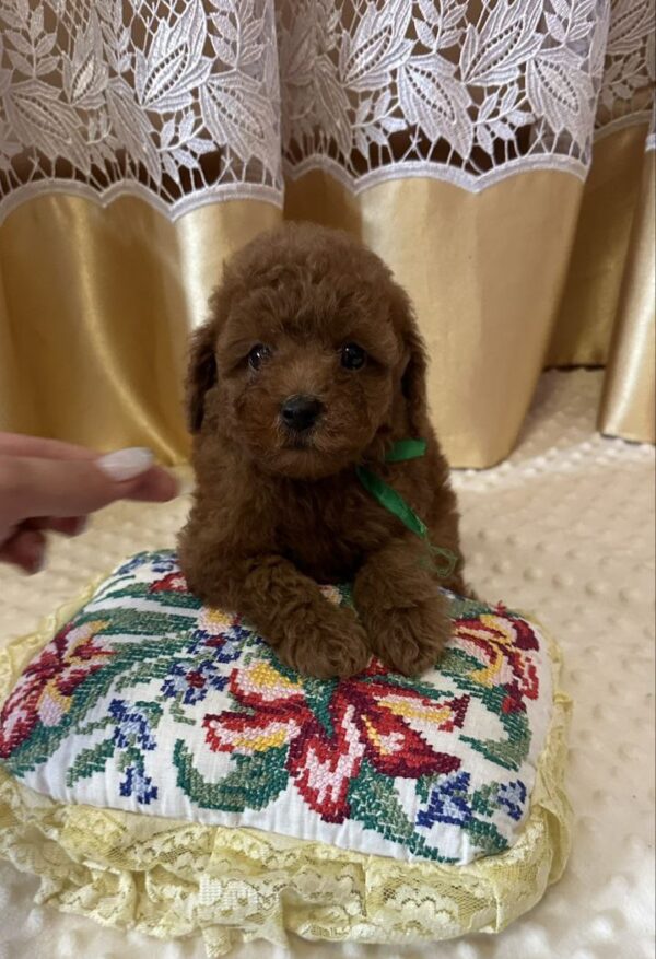 Jasper Toy Poodle
