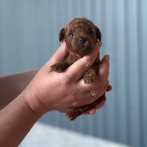Jenna Toy Poodle