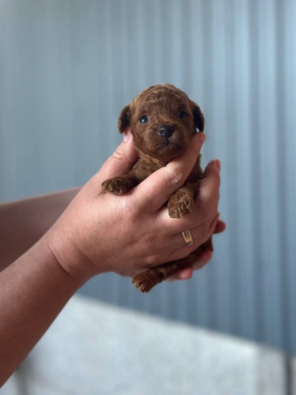 Jenna Toy Poodle