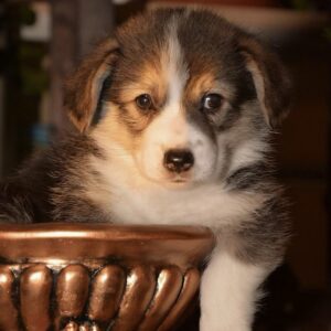 Jenny Welsh Corgi