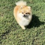 Rika Pomeranian