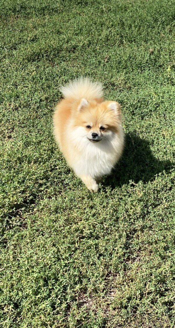Jianna Pomeranian