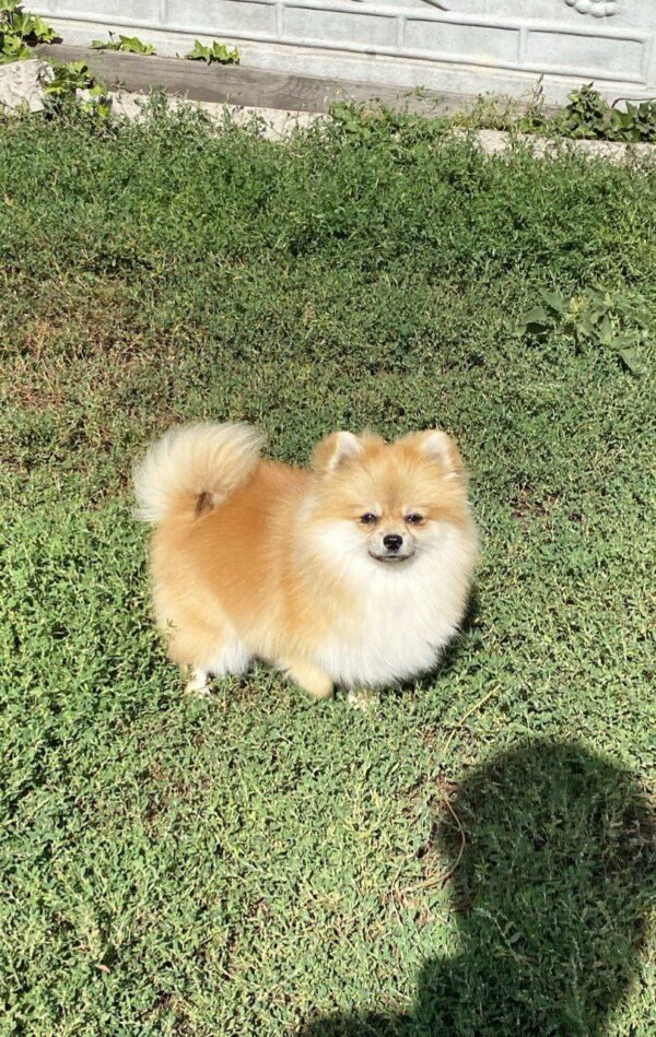 Jianna Pomeranian