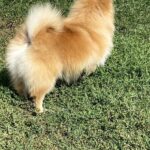 Jianna-female-Pomeranian puppy-for-sale-3