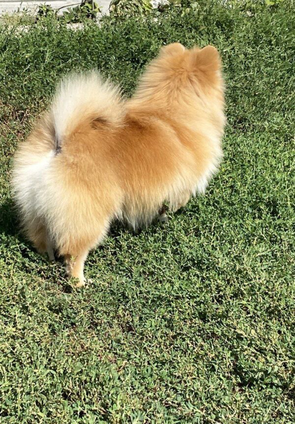 Jianna Pomeranian