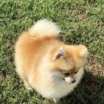 Jianna-female-Pomeranian puppy-for-sale-4