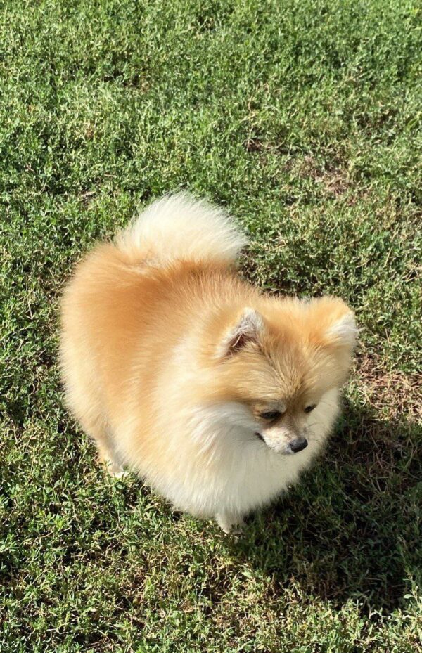 Jianna Pomeranian