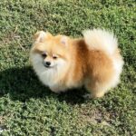 Jianna-female-Pomeranian puppy-for-sale-5