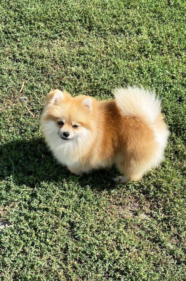 Jianna Pomeranian