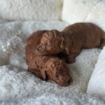 Jenna Toy Poodle