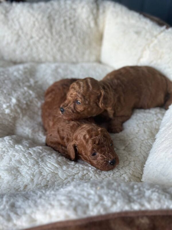 Joly and Jana Toy Poodle
