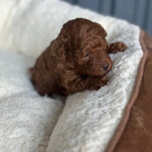 Jonny Toy Poodle