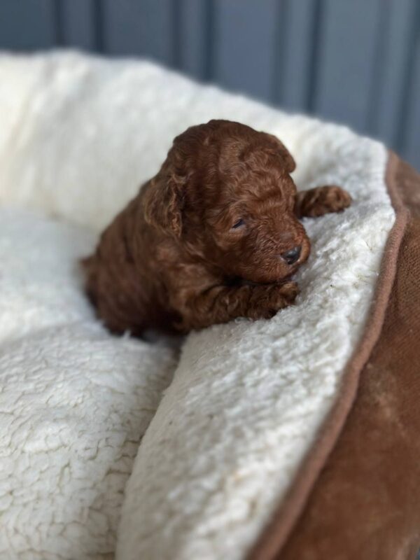 Jonny Toy Poodle