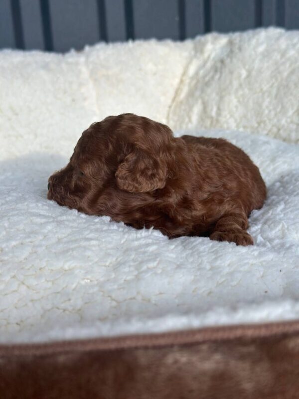 Jonny Toy Poodle