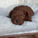 Ram Toy Poodle