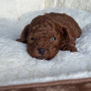 Jonny Toy Poodle