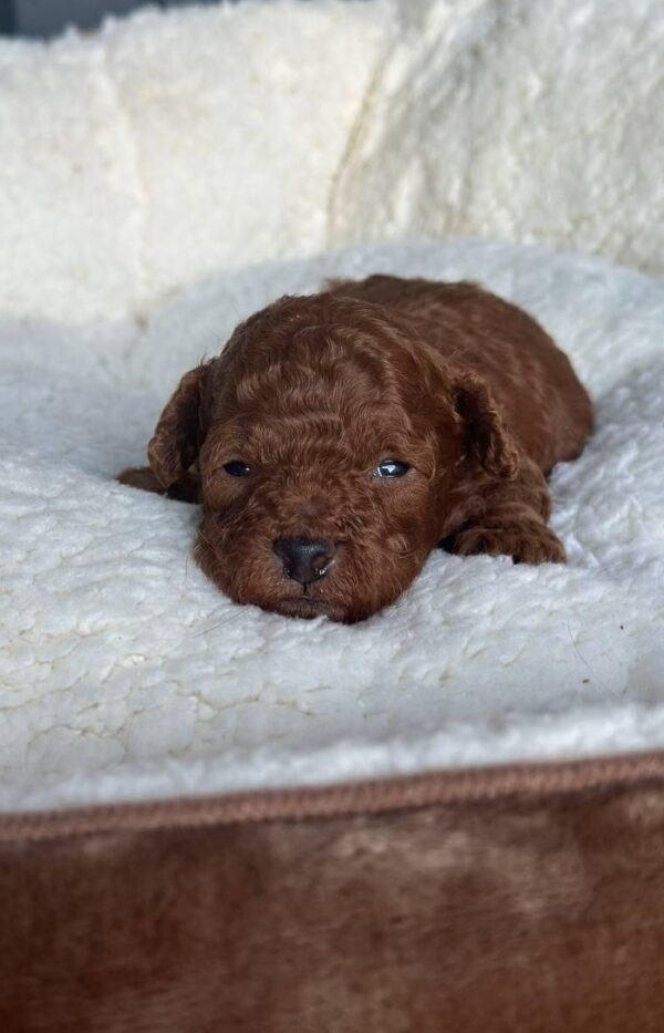 Jonny Toy Poodle