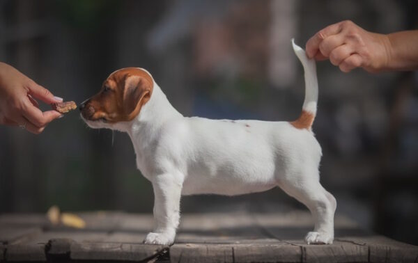 Josephine Jack Russell Terrier