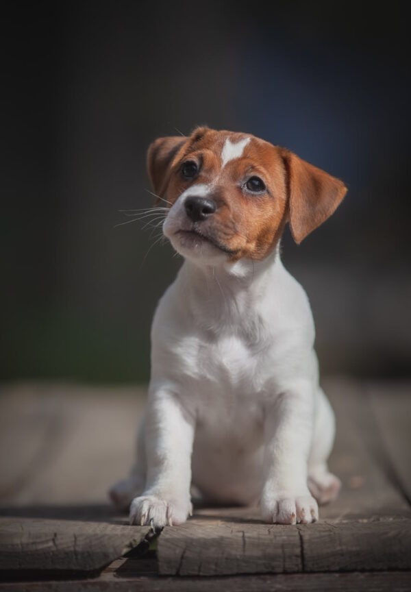Josephine Jack Russell Terrier