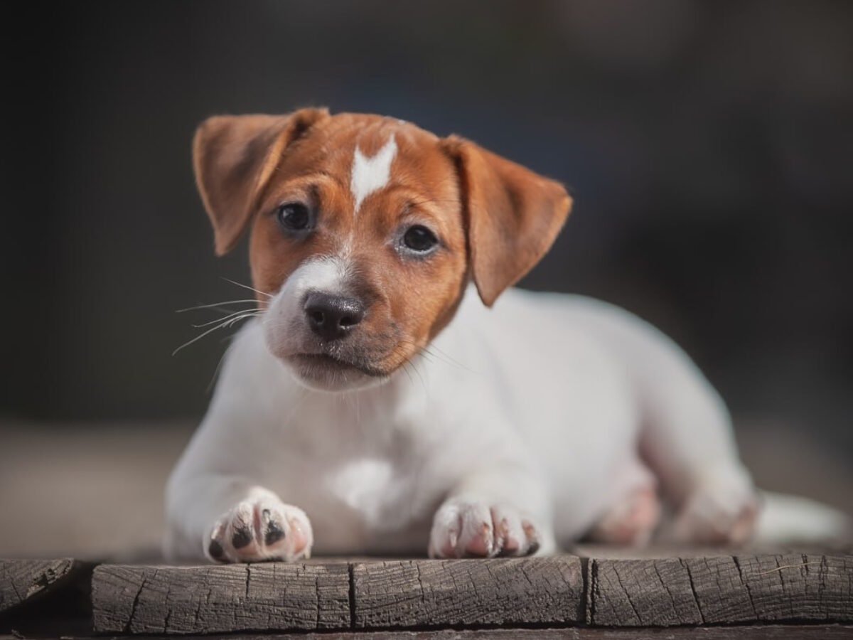 Jack Russell Terrier Dogs and Puppies for sale