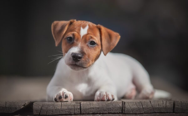 Josephine Jack Russell Terrier