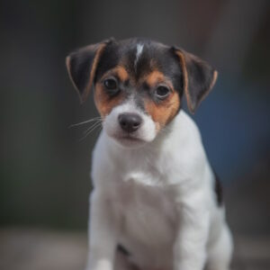 Juliette Jack Russell Terrier