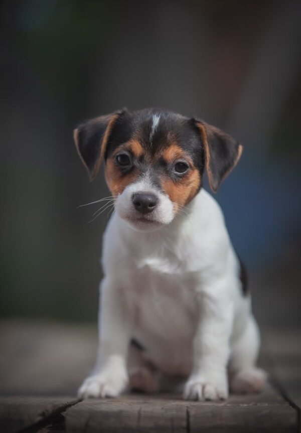 Juliette Jack Russell Terrier