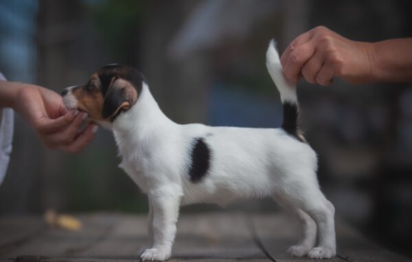 Juliette Jack Russell Terrier
