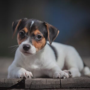 Juliette Jack Russell Terrier