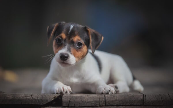 Juliette Jack Russell Terrier