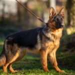 Kalma-female-German-shepherd-puppy-for-sale-1 (1)